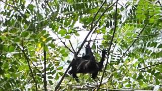 2015-09-22 Fruit Bats, Darwin