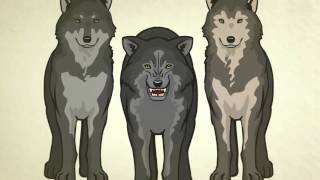 Evolution, Humans, animals and plants have same ancestor