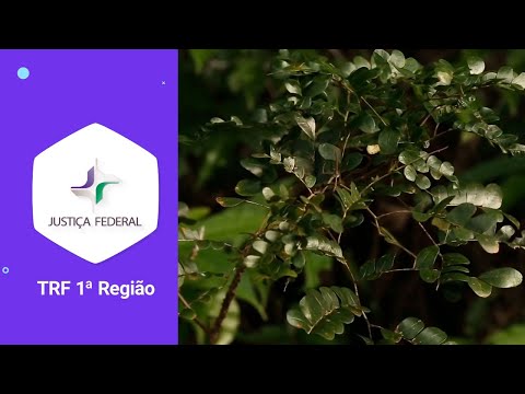 Acordo garante regularização de área no Parque Nacional do Pau Brasil, na Bahia