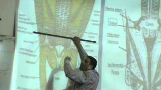 Dr.Ahmed El-Zeiny - Pelvis 9 - Uterus & Vagina & Ovary - Part 2