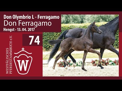 74 Don Ferragamo  Hengst v. Don Olymbrio L -  Ferragamo
