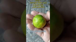 Download lagu tips menghilangkan bau ketiak #jeruknipis mp3