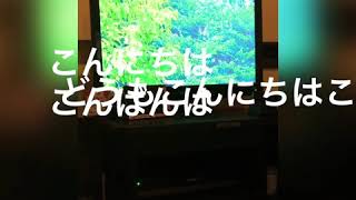 マグマtv .降臨する王者歌う