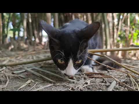  Beautiful Kittens Playing On The jungle  - Jack and Chinku , Beautiful Cat Videos 