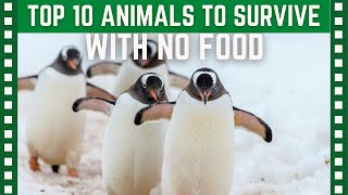 Top 10 Animals That Can go Longest Without Food| Top 10 Clipz