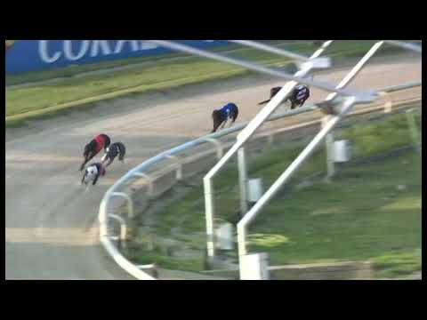 Bockos Doomie - Sussex Festival Puppies - Final