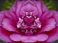 camellia cool and hot (Carry Me Away by Doug Cox)