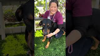 Video preview image #1 Doberman Pinscher-Unknown Mix Puppy For Sale in Pasadena, CA, USA
