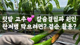 고추 탄저병 잡으려면? 고추 칼슘결핍과 원인 및 대책? 곁순제거 및 활용? 고추에 등록된 주요 농약은?