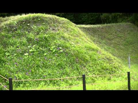 サクラソウ 植物