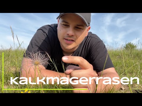 Hotspots der Biodiversität - Kalkmagerrasen der Rhön