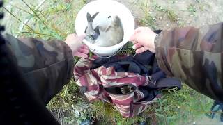 Где ловят леща в калининградской области