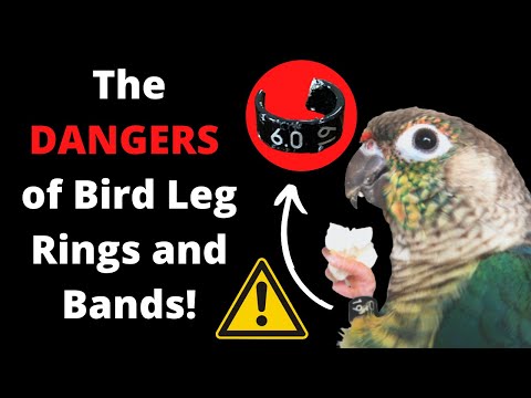 YouTube video about: What does the mad bird ring do?
