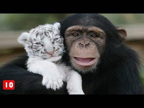 , title : '10 Απίστευτες φιλίες μεταξύ ζώων - Τα Καλύτερα Top10'