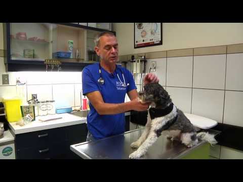 Tip Tuesday Video -  how to tell if your pets has mites or fleas