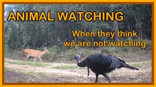 Secretly watching the Animals on Foggy Ridge Farm