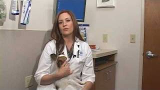 Dog Health Treatment & Advice : How to Treat a Swollen Paw