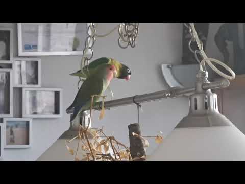 HAPPY BIRTHDAY BIRDS 🐦🐦🐦