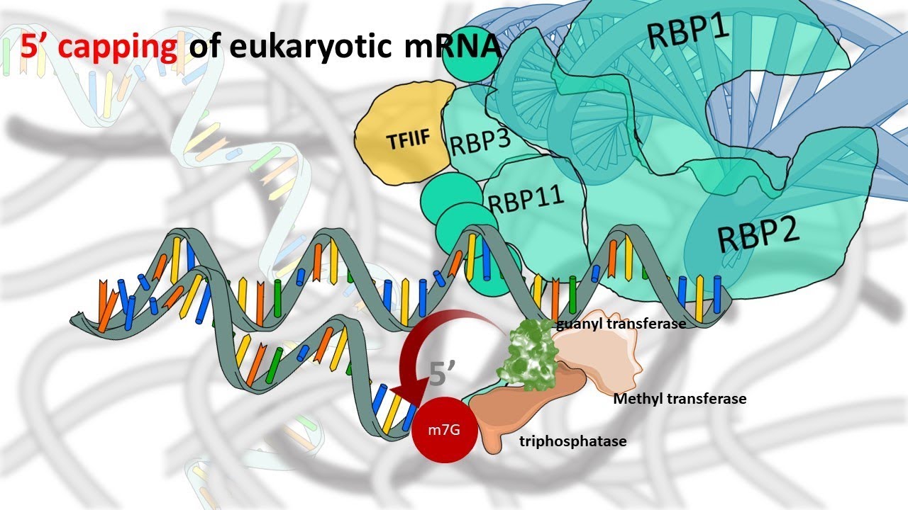 5 prime capping of eukaryotic mRNA - YouTube