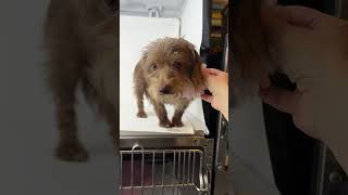 Video preview image #1 Dachshund-Unknown Mix Puppy For Sale in Benton, LA, USA