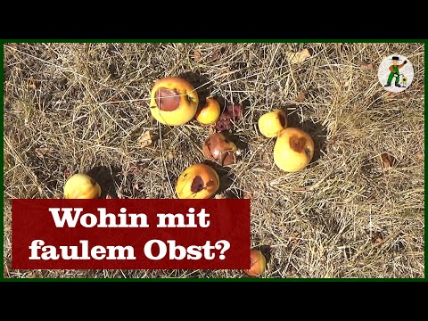 Faules Obst, wohin damit?
