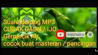 Download lagu Burung cucak ijo / daun ngriwik suara masteran pancingan terapi stres mabung download mp3 gratis mp3