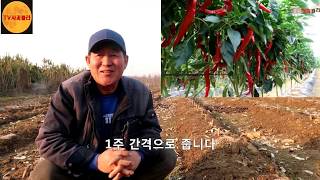 [고추 재배]
