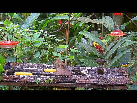 Spot-crowned Barbets And A Variety Of Other Birds On The Panama Fruit Feeder – Oct 14, 2020