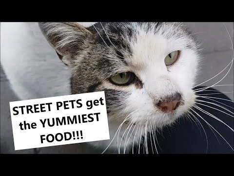 Giving proper FOOD to BAD TEETH street DOG, Feeding homeless KITTIES!!!