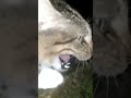Suara Kucing Jantan Marah Paling Seram Suarakucing Kucingmarah Kucingberantem Shorts