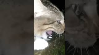 Download lagu suara kucing jantan marah paling seram #suarakucing #kucingmarah #kucingberantem #shorts mp3