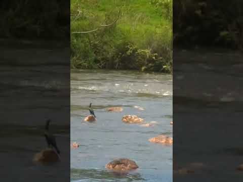 Águas do interior - Entre Juiz de Fora e Belmiro Braga/MG #turismo #interiordeminas