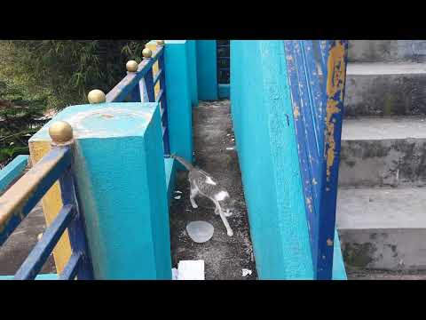 daily the cat comes for us