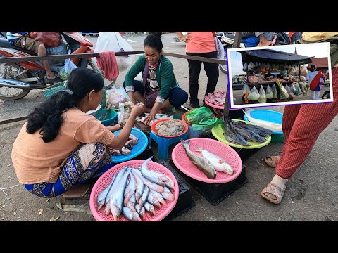 | Street Food | Sell Big fish Market fish in Kratie Cambodia