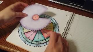 Mitosis Activity Mitosis Activity