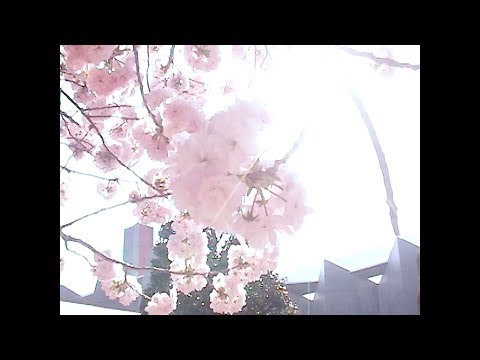 The trees – ゆらゆらと