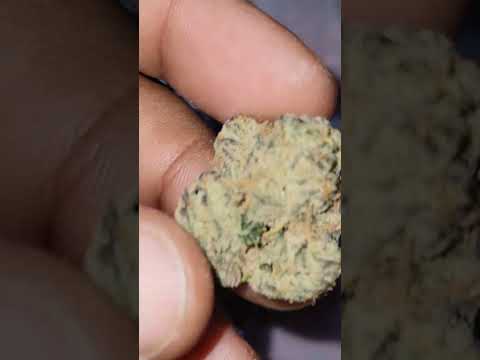 Cherry Popperz cultivated by Hi Tech x Ted's Budz Co