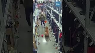 Golden Retriever yanks owner clear before animatronic explosion erupts