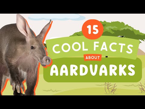 15 Cool Facts About Aardvarks | Fun Animal Facts  For Kids