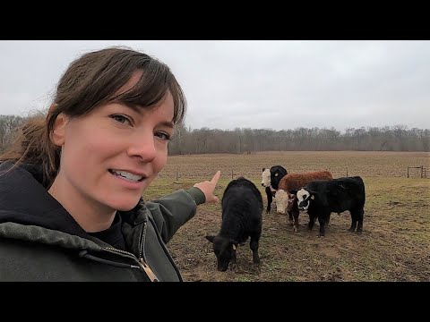 Small Scale Cattle Farm Tour | Raising Beef on ONE Acre
