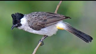 Download lagu KUTILANG GACOR OVER BIRAHI MINTA KAWIN !!! mp3