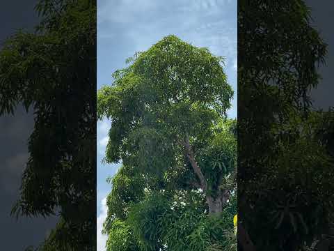 #amazoniaparaense #passaros #obidos #para