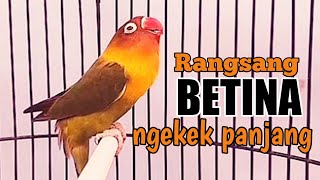 Download lagu pancingan lovebird betina ngekek panjang rangsang emosi ngekek lb lawan mp3