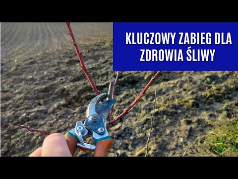 A very important procedure for young plum trees. Pruning young plum trees. How to prune and shape...