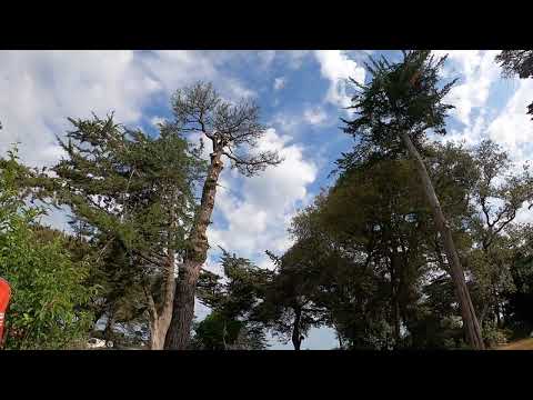 Abattage pin mort à Mesquer par vert d'horizon 1