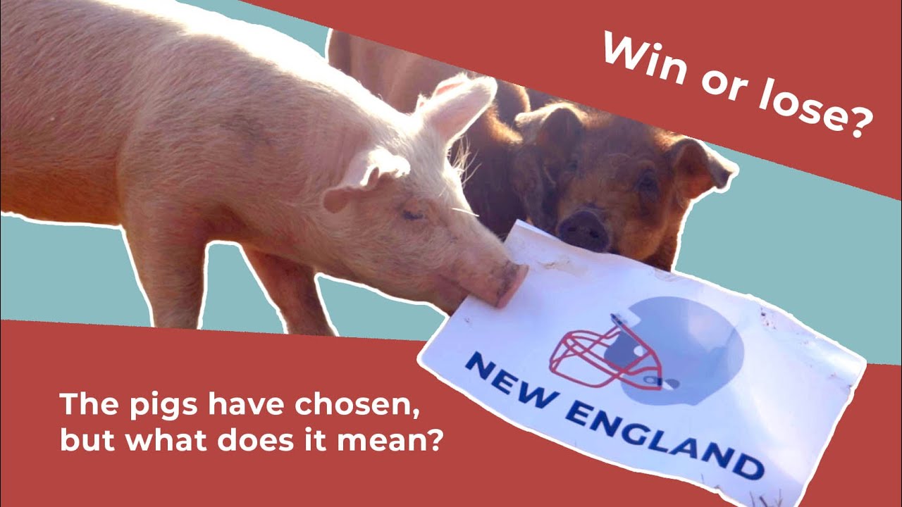 🏈Who Will Win The Big Game Sunday? 🐷The Pigs Predict ...