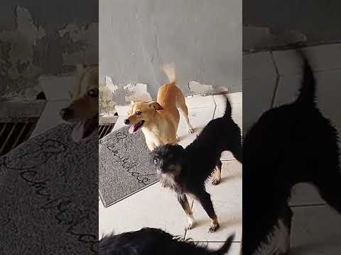 Vídeo de Branquinha