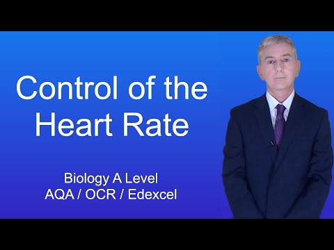 A Level Biology Revision (Year 13) "Control of the Heart Rate"