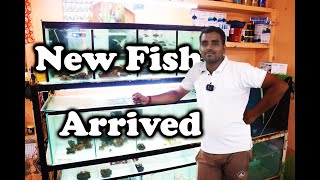New aquarium fish Unboxing fish aquarium hobby