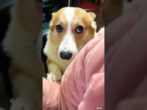 Đừng cố níu kéo chuyện đôi ta #corgi #daocho #meme #shortvideo